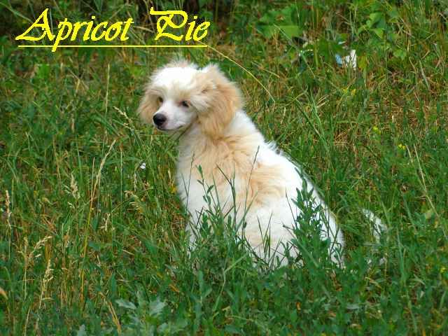 Mon Cher Petit Aprikot Pie