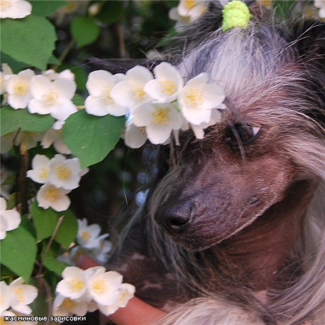 Mon Cher Petit Aramis