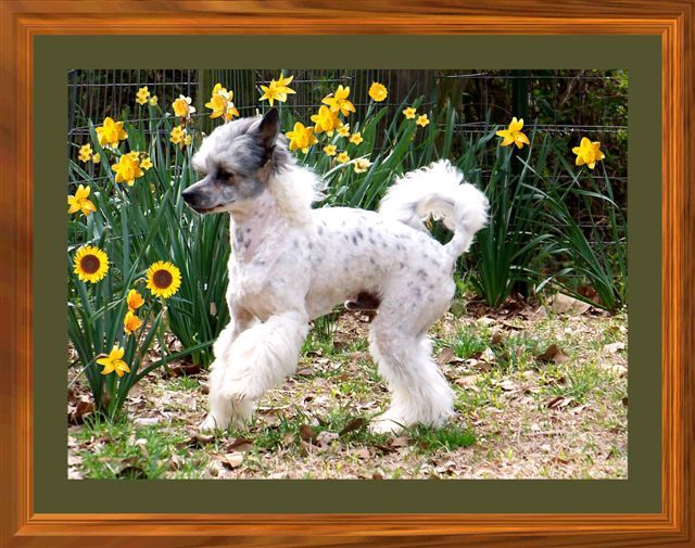 Woodcrest Carolina Kipper PP