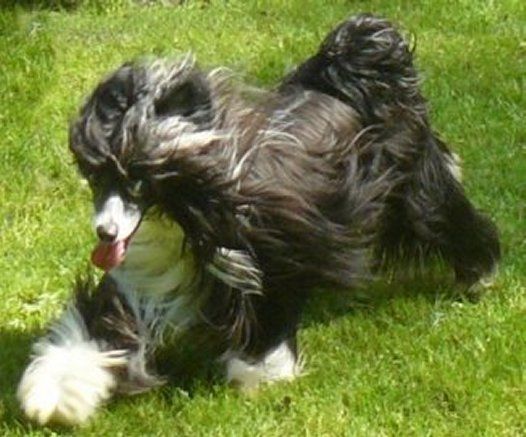 Goldfinger Top Model De Rama