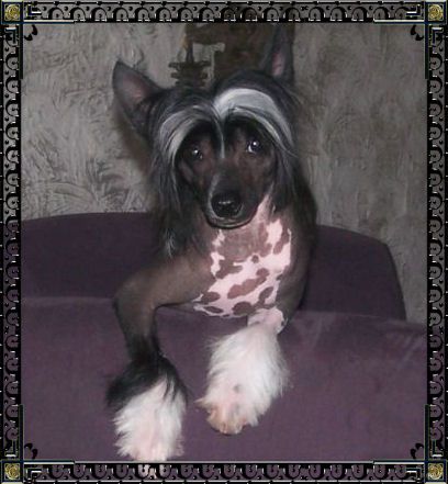 Rock It Baldparks Night Ryder