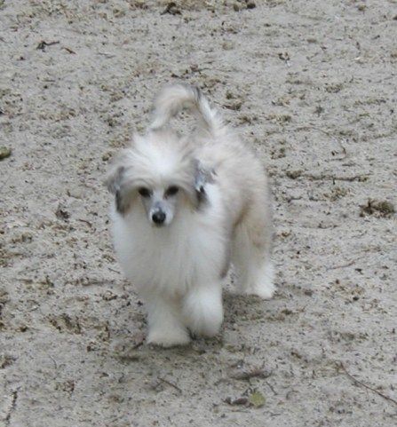 Gadget Top Model De Rama