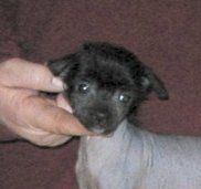 Gothika Top Model De Rama