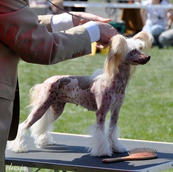 Extravaganza Next Germanika