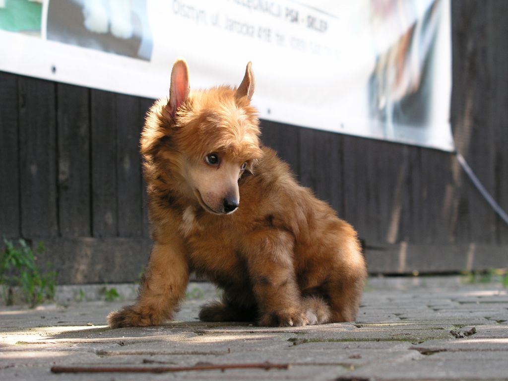 Ekspresja Next Germanika