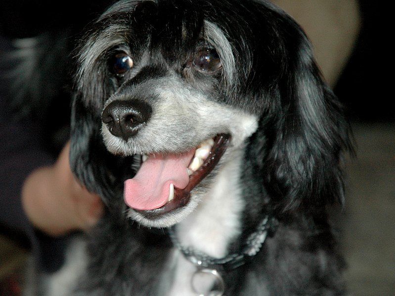 Blackdown Loreen Mirabilis Gemma