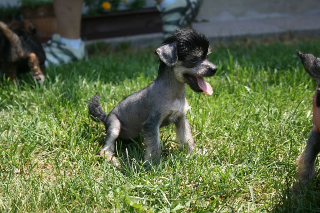 Barida De Coco Mirabilis Gemma