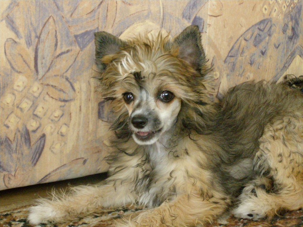 Bright Shierr Mirabilis Gemma