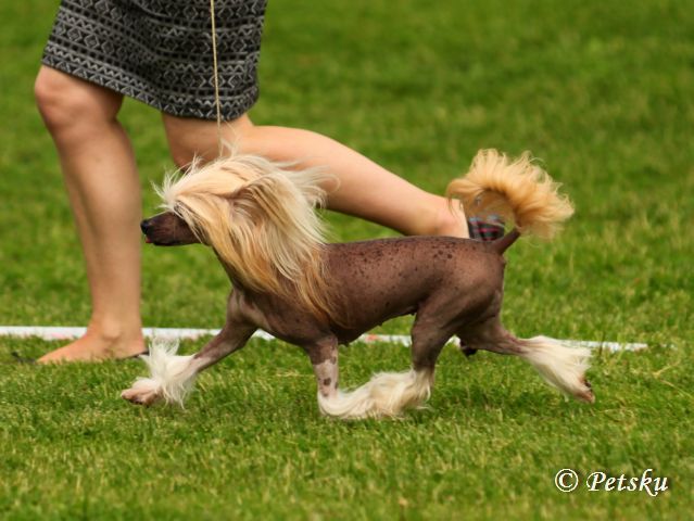 Tapi-Tapi My Little Pony