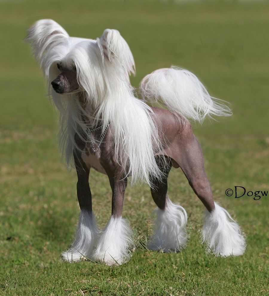 Starrstalactite Aquatic