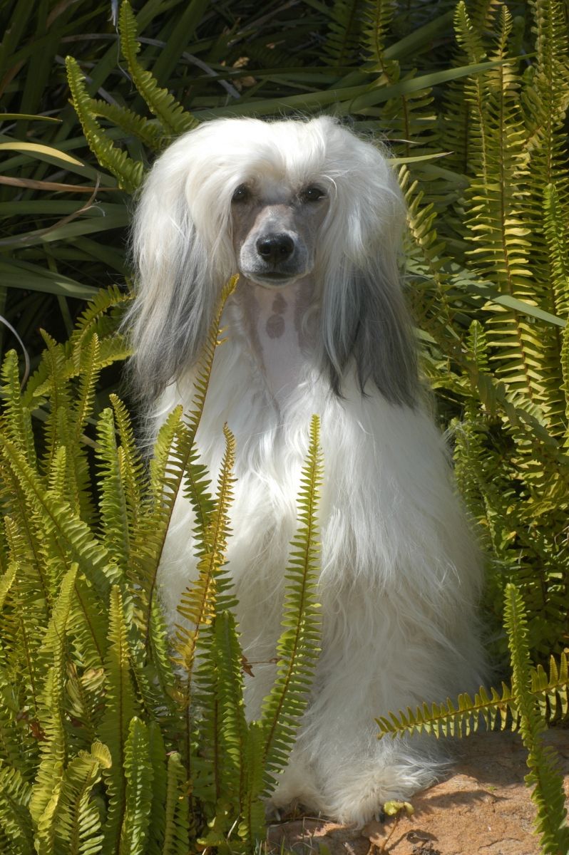 Starrstalactite Azure