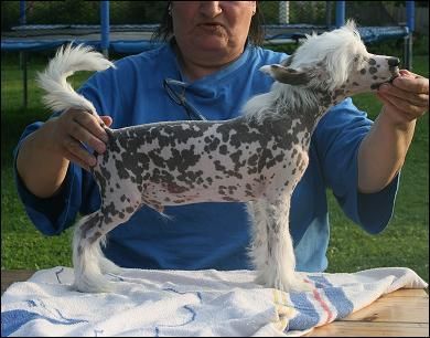 Big Jokes Lord Woldemort 