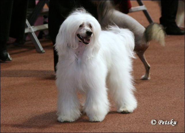 Big Jokes Draco Malfoy