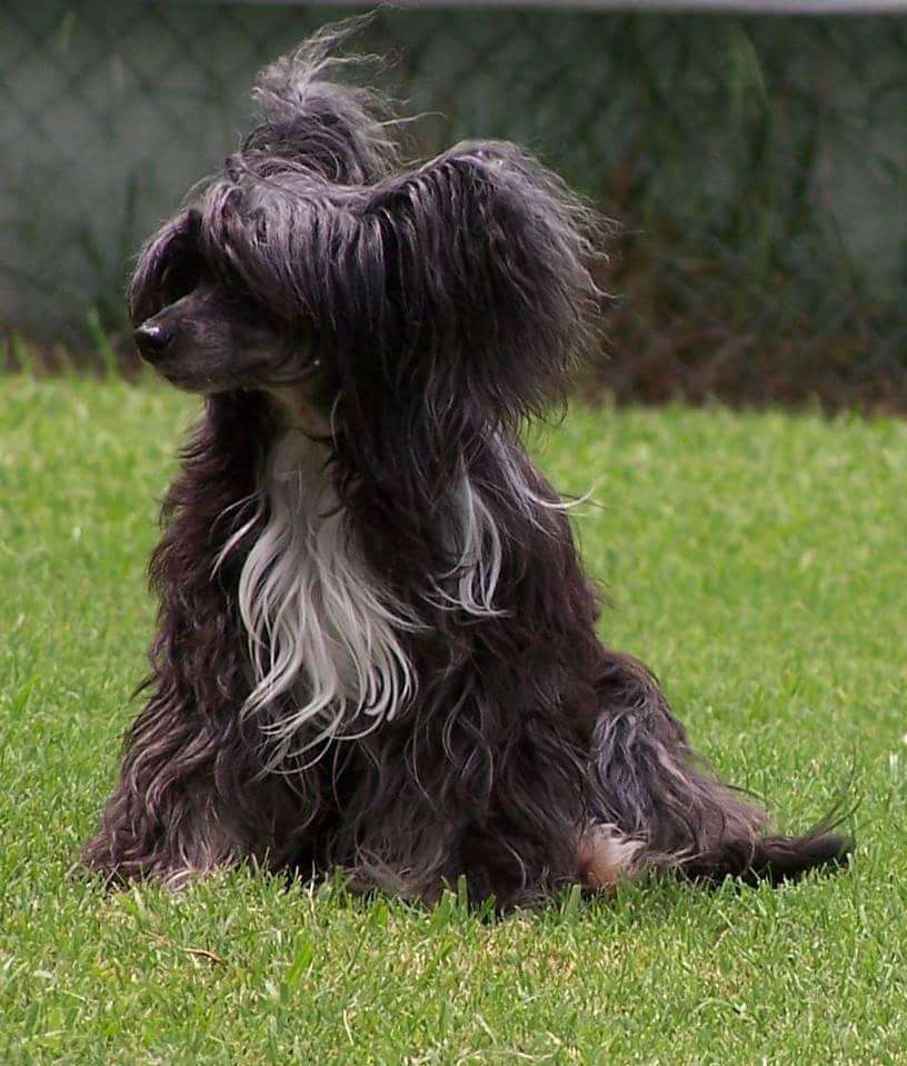 Dee-kay's Itsy Bitsy Crested