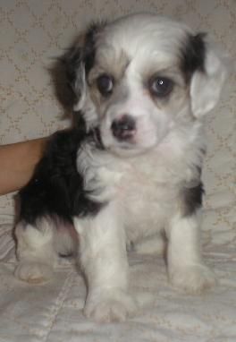 Oromuson Fifty-Fifty