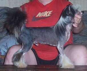 Mosaic Mask of Zorro