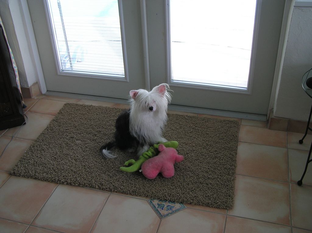 Hotntot Panda of Tosh