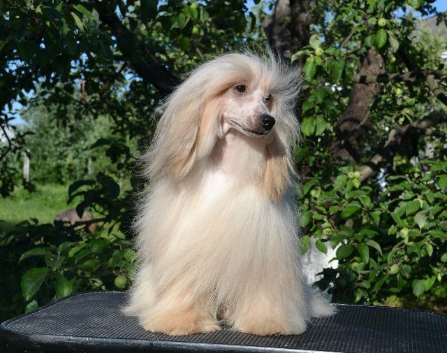 Zholesk Adrenalin Olegro Katrin