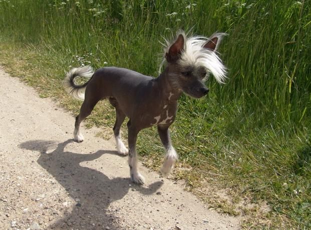 Be My Dog's Entredenido