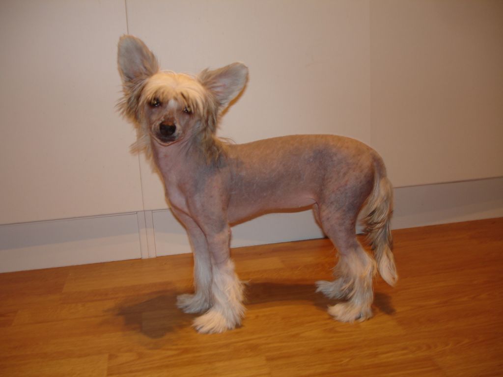 Twice as Nice Kinky Valentine