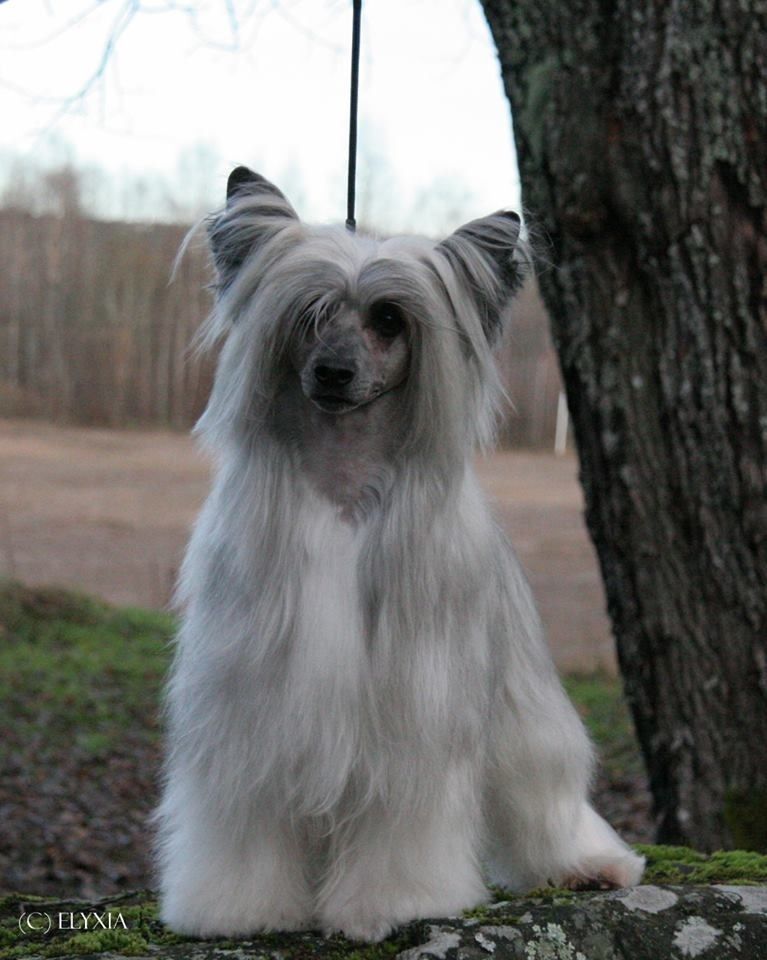 Twice as Nice Komikazoom