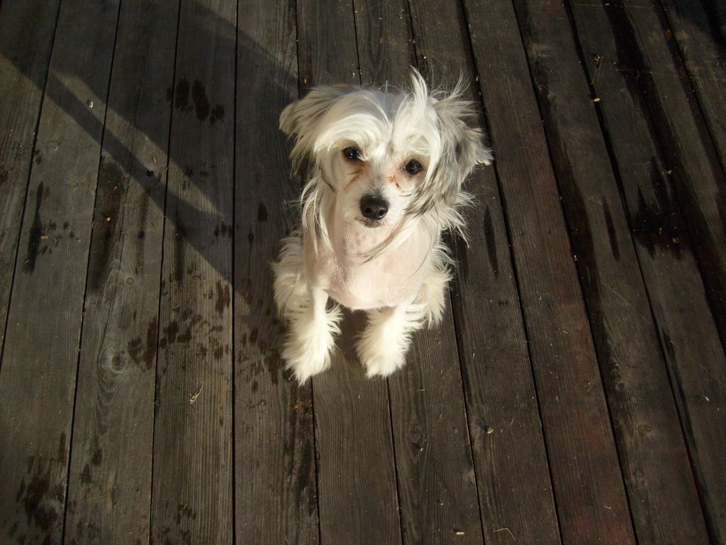 Krystal Princess Magic Queen