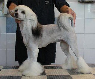 Krystal Princess Queen Of The Night