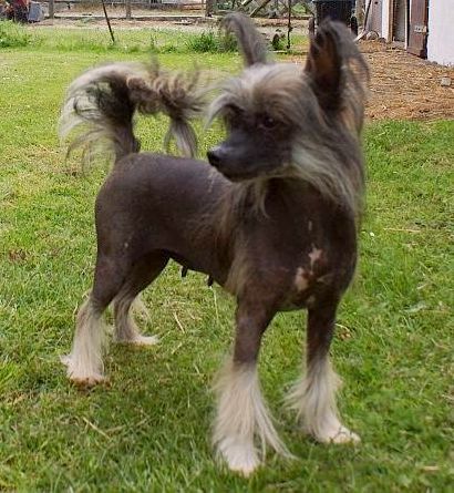 Be My Dog's Earth & Fire