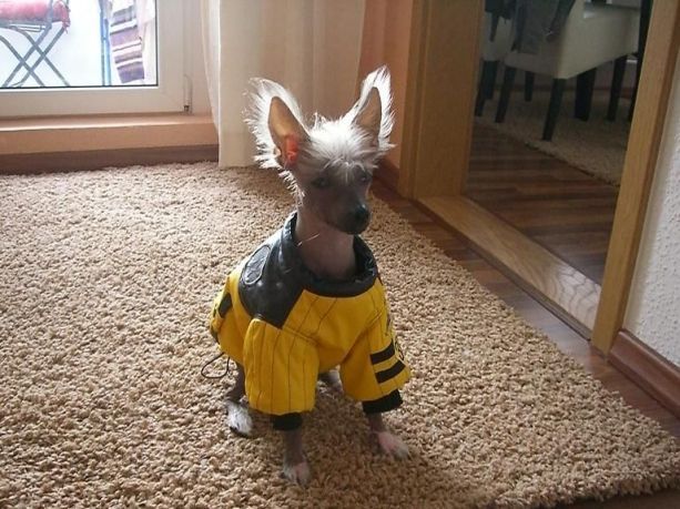 Be My Dog's Emilia Galotti