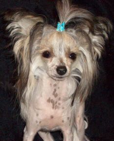 Yorkhouse Hell On Hunt