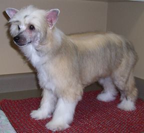 Rompford Flaming Nora