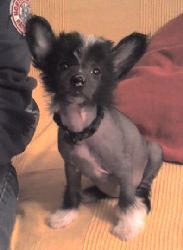 Candy Fantasy Flight