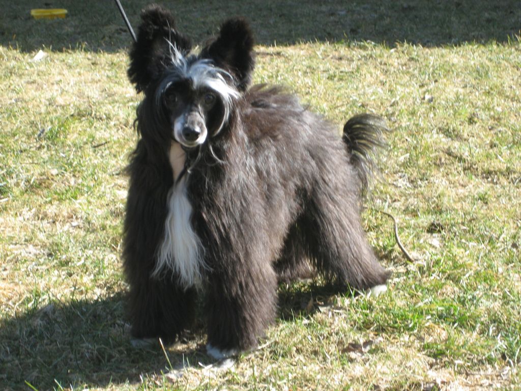 Magic'N Mystic Ebony Angel