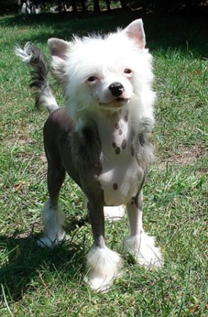 My Longtime Companion Gigi