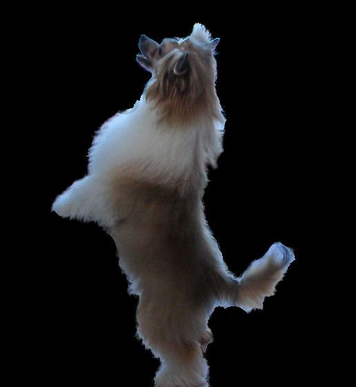 Altair's Shetland Pony