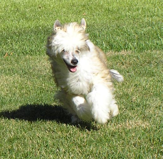 Altair's Highland Pony