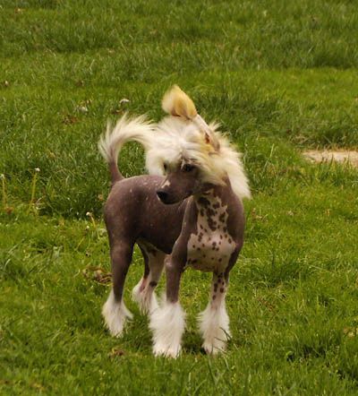 Oriental Jokes Cryptonite Orange