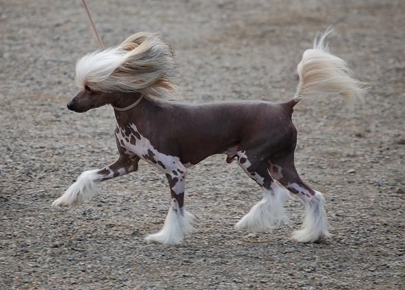 Oriental Jokes Casanova