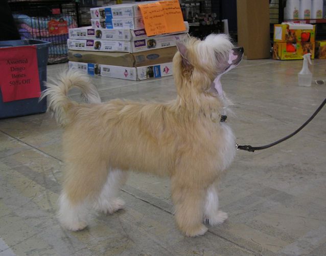 Altair's Little Shop of Horrors