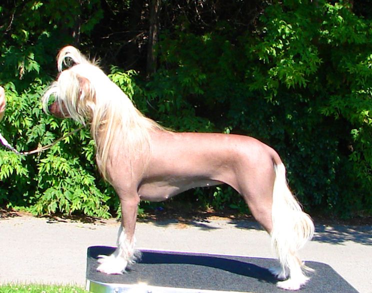 Ch Altair Thoroughly ModernMillie