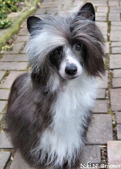 Wickhaven First To The Throne