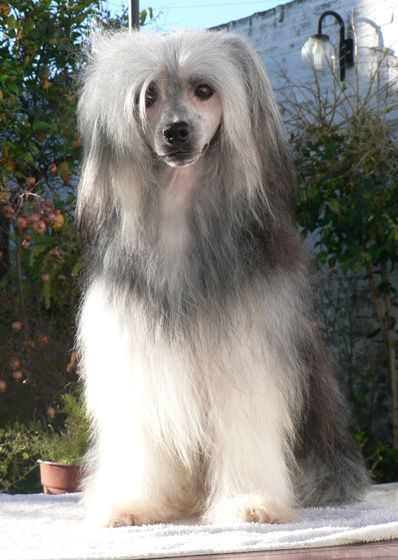 Vito Corleone Poarott