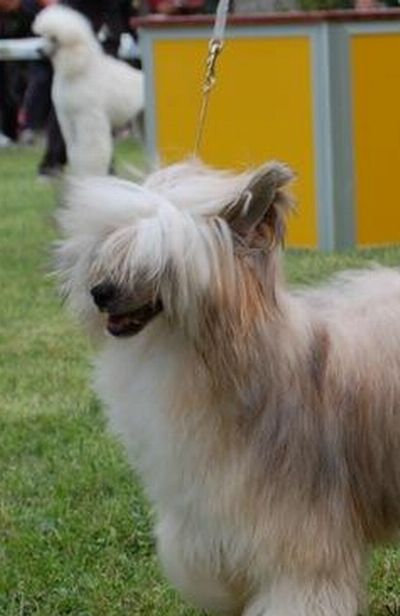 Vuitton Louis Poarott