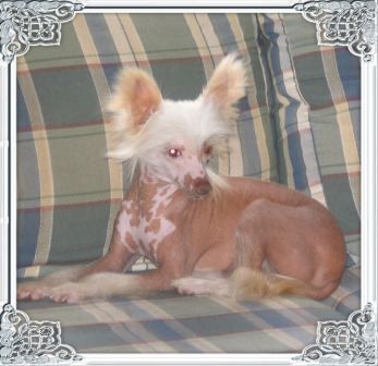 Enchanted Cosmic Selena HHL