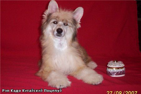 Kado Kitaiski Potselui Rap