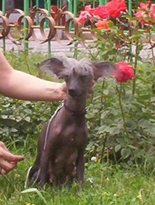 Ollada iz Slavjanskoi Nadezhdy