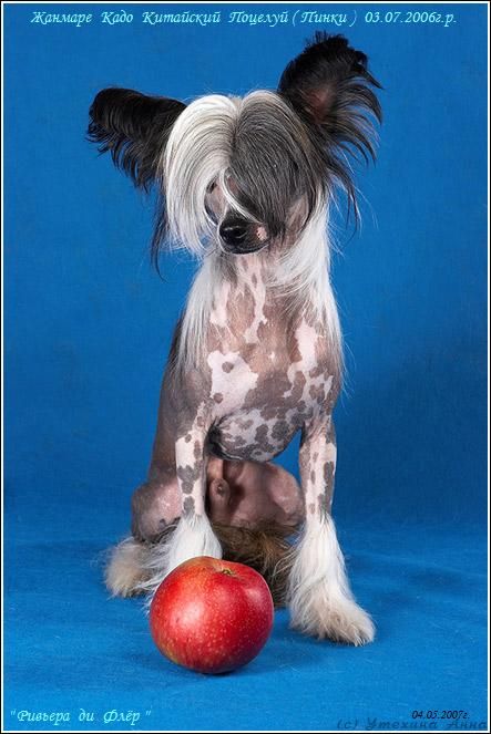 Kado Kitaiski Potselui Zhanmare