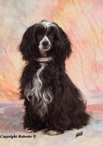 Ebony Fantasy Island