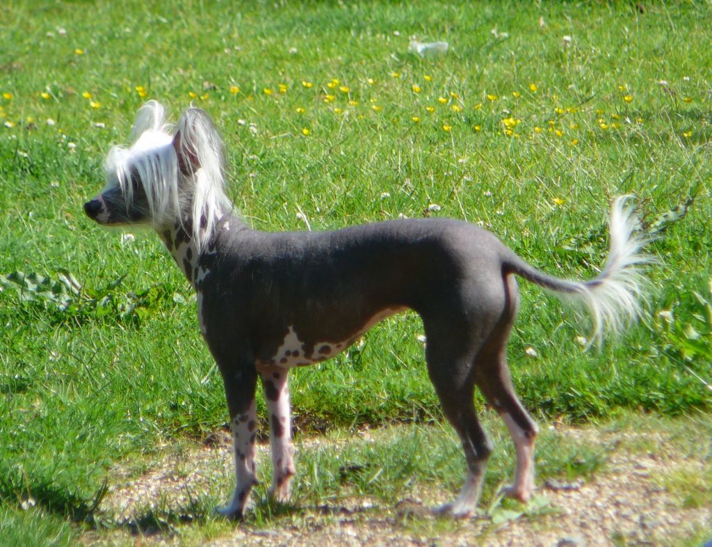 Tamarsh Believe in Magic