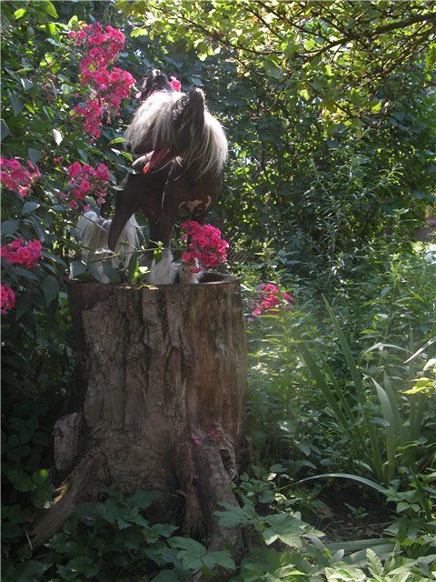 Kado Kitaiski Potselui Zhetemi